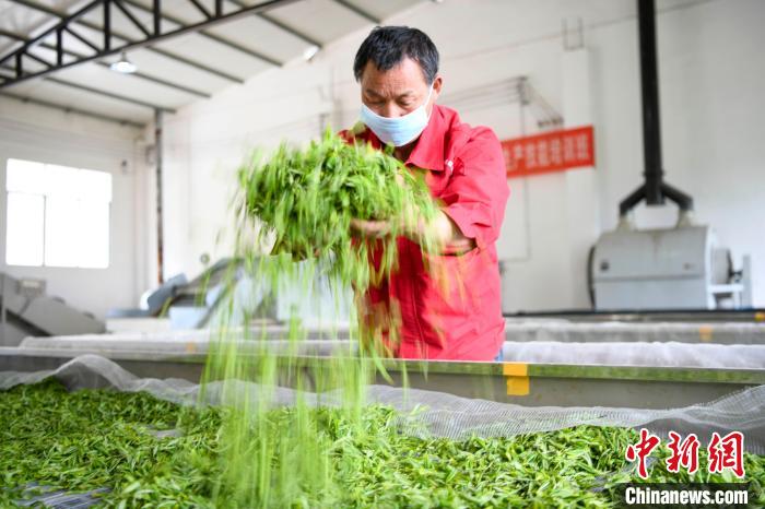 村民將茶葉攤青晾干。　楊華峰 攝