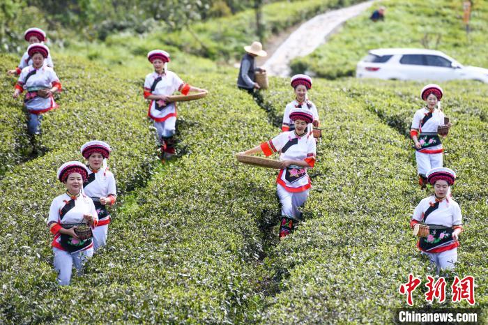 白族村民走進(jìn)茶園采摘?！钊A峰 攝