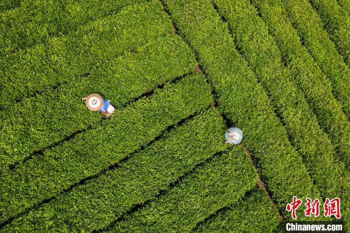 茶農(nóng)正在采摘新鮮茶葉?！√普?攝