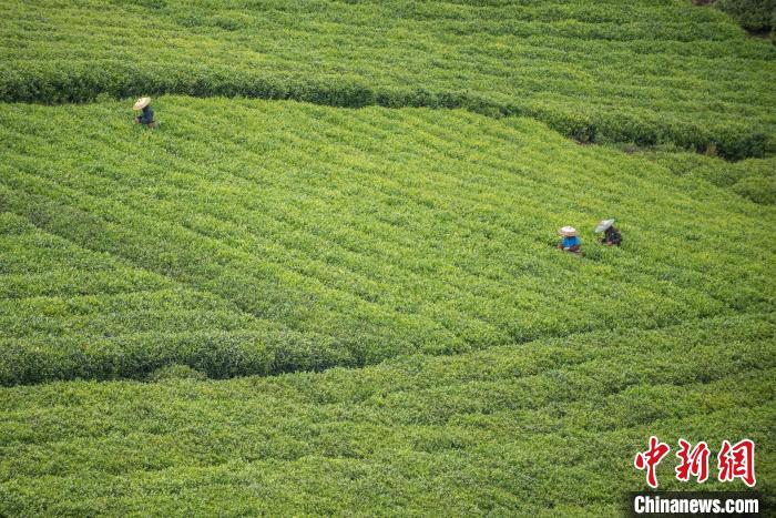 茶農(nóng)采摘谷雨茶?！√普?攝