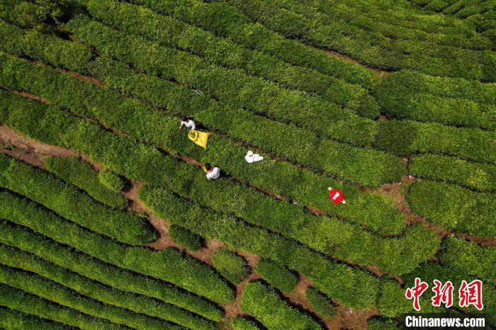 茶農(nóng)正在采摘新鮮茶葉?！√普?攝