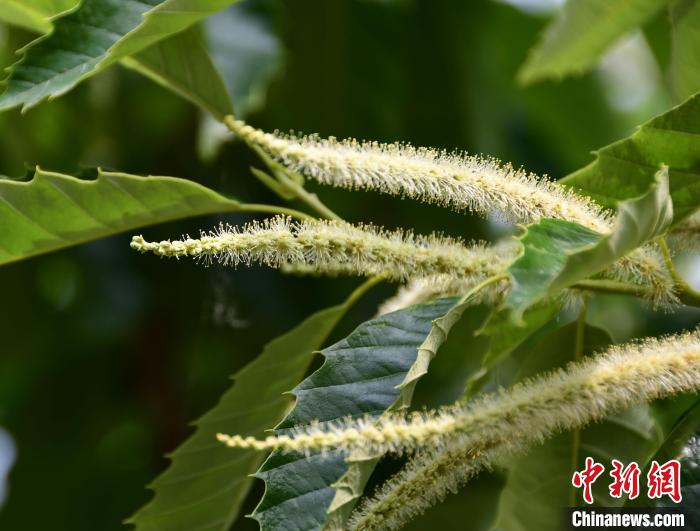 毛茸茸的栗花?！『略破?攝