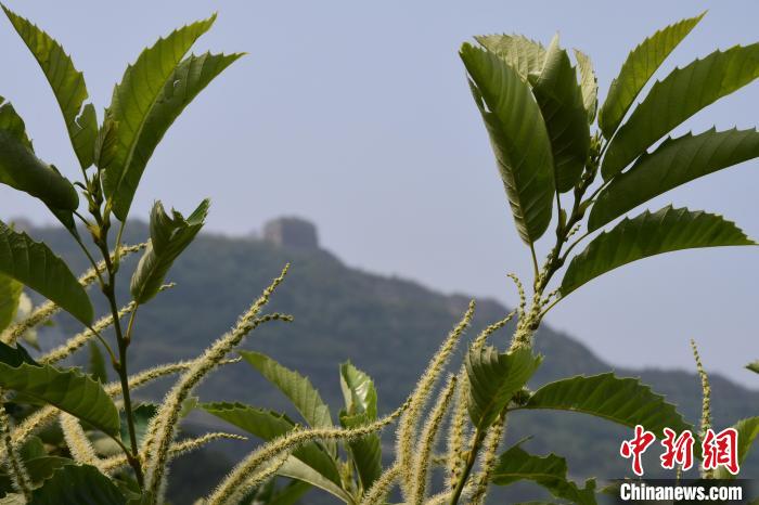長(zhǎng)城腳下，“栗”花盛開。　郝云崎 攝
