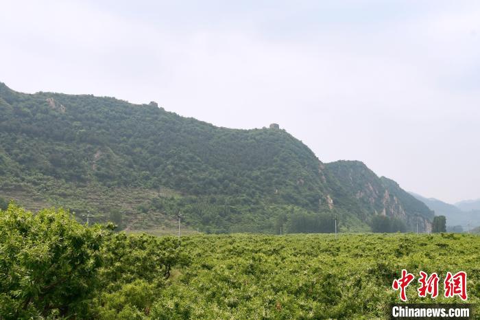 長(zhǎng)城腳下萬(wàn)畝栗花綻放，散發(fā)出淡淡清香?！『略破?攝