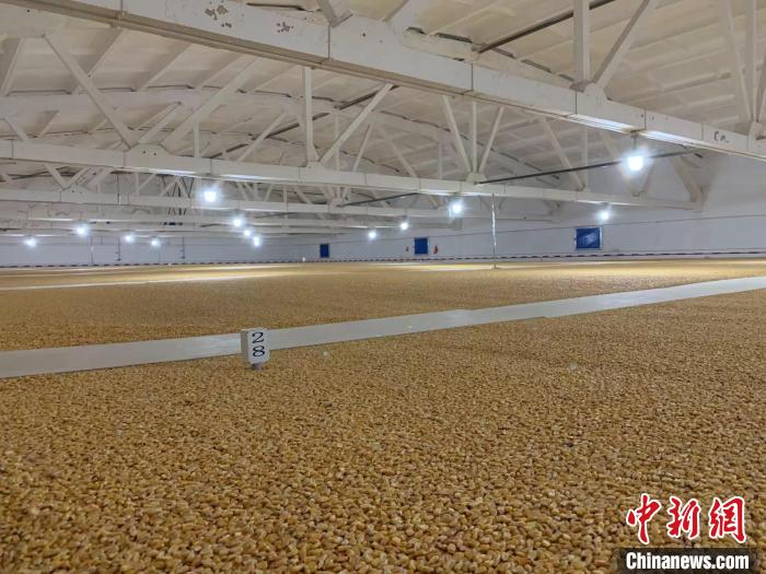 倉內(nèi)清涼干爽、遍地金黃，上千平方米的糧食盡收眼底?！⊥趸萘?攝