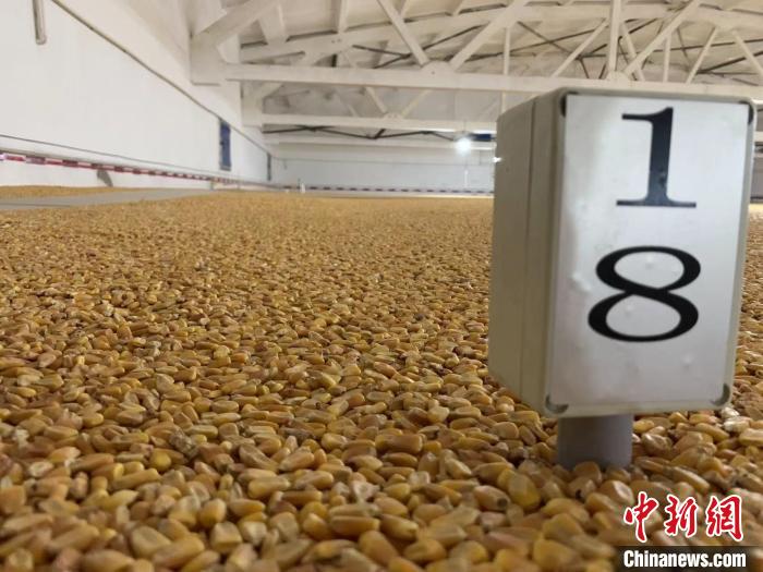 數(shù)千噸的小麥、玉米如同一塊塊被“切平”的巨型蛋糕“鑲嵌”在地面上?！⊥趸萘?攝