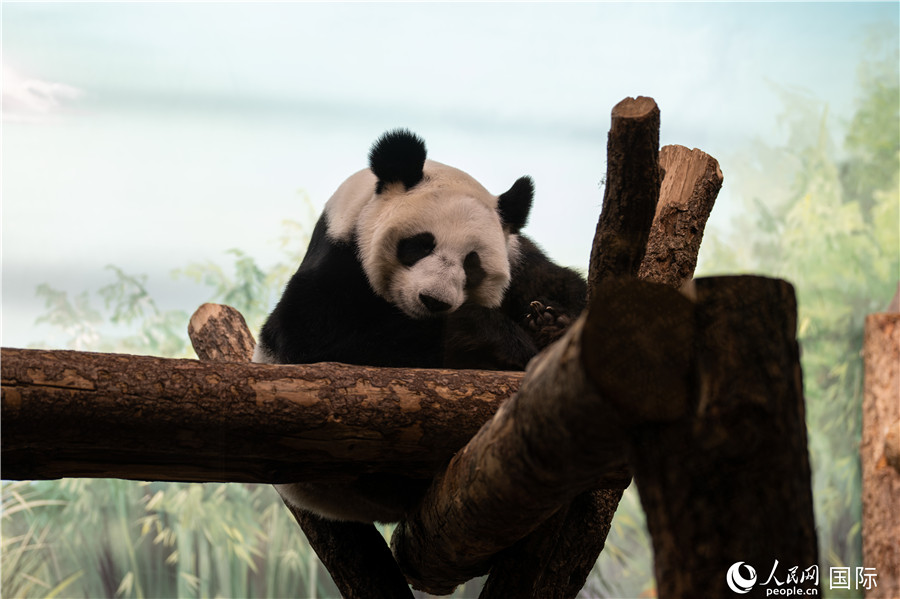無比可愛的大熊貓“丁丁”。人民網(wǎng)記者 翁奇羽攝