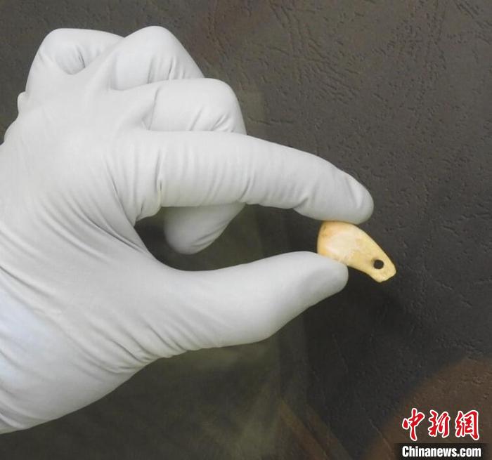 打孔鹿牙墜飾提取DNA后(圖片來自馬克斯·普朗克演化人類學(xué)研究所)。　施普林格·自然 供圖