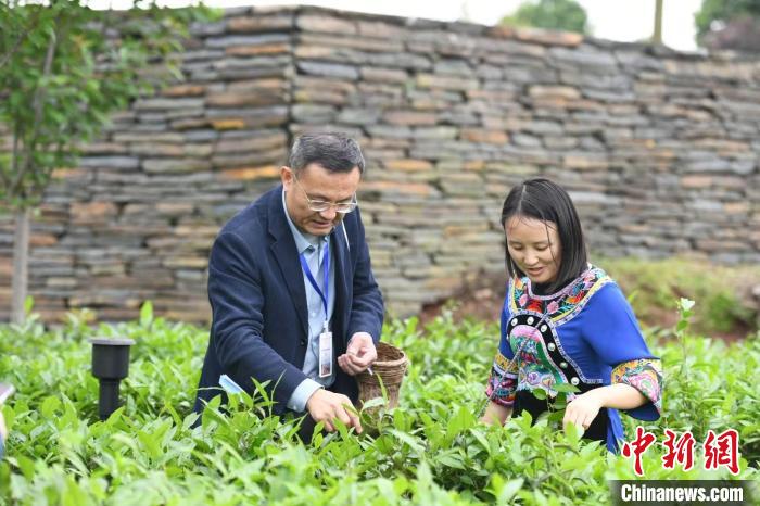 東盟國家媒體記者在辰龍關茶園采茶?！钊A峰 攝