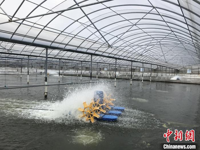 南美白對蝦養(yǎng)殖基地。　象山蝦蟹科技小院供圖