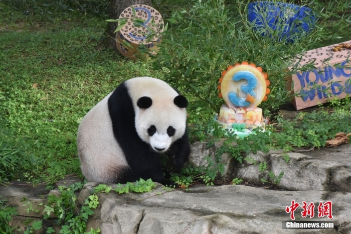 當(dāng)?shù)貢r(shí)間8月21日，旅美大熊貓幼崽“小奇跡”迎來(lái)3周歲生日。華盛頓國(guó)家動(dòng)物園給“小奇跡”舉辦了“生日派對(duì)”，眾多游客前來(lái)給“小奇跡”慶生。<a target='_blank' href='/'><p  align=