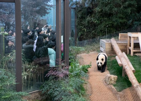 2月20日，韓國民眾在韓國愛寶樂園參觀大熊貓“福寶”。新華社記者姚琪琳攝
