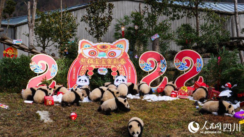 熊貓寶寶賀新春、迎冬奧。李傳有攝