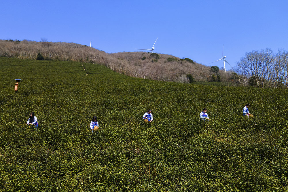 茶農(nóng)們搶抓晴好天氣采摘春茶。楊云中攝