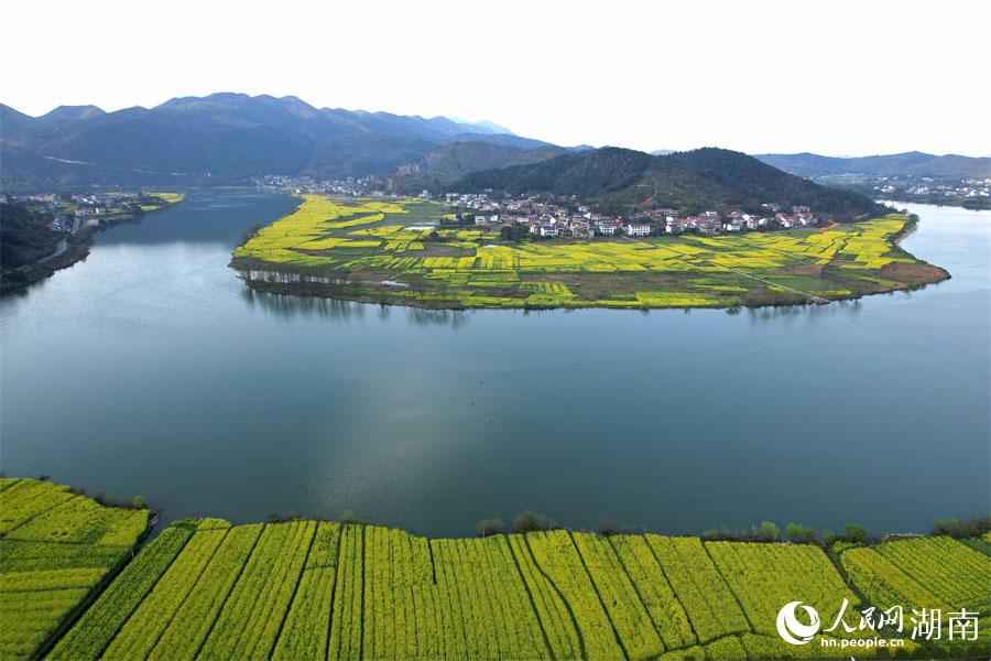春江水暖，油菜花開。人民網(wǎng) 李芳森攝