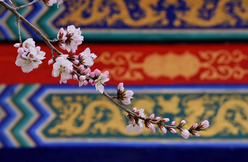 “云”賞桃花相映紅。紅橋區(qū)委宣傳部供圖