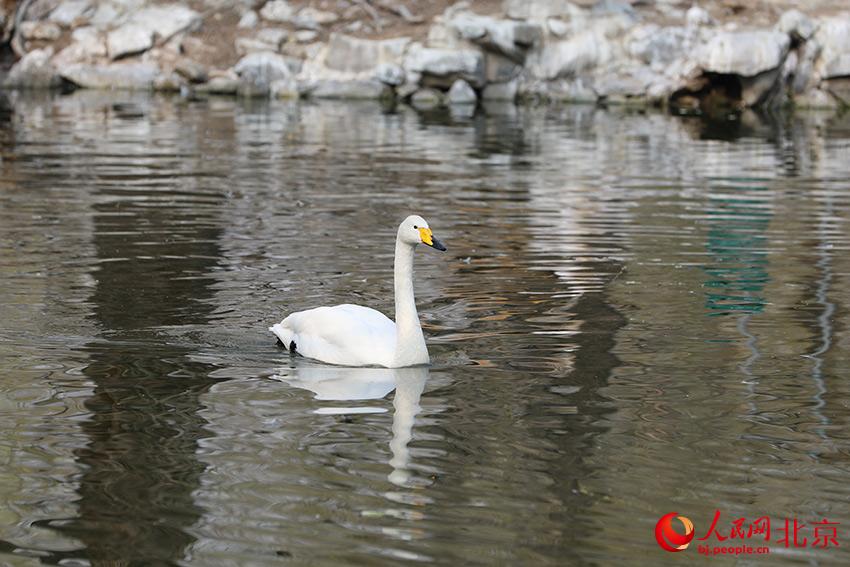 北京動(dòng)物園水禽湖上，水鳥游弋其中，傳遞春的消息。人民網(wǎng) 尹星云攝