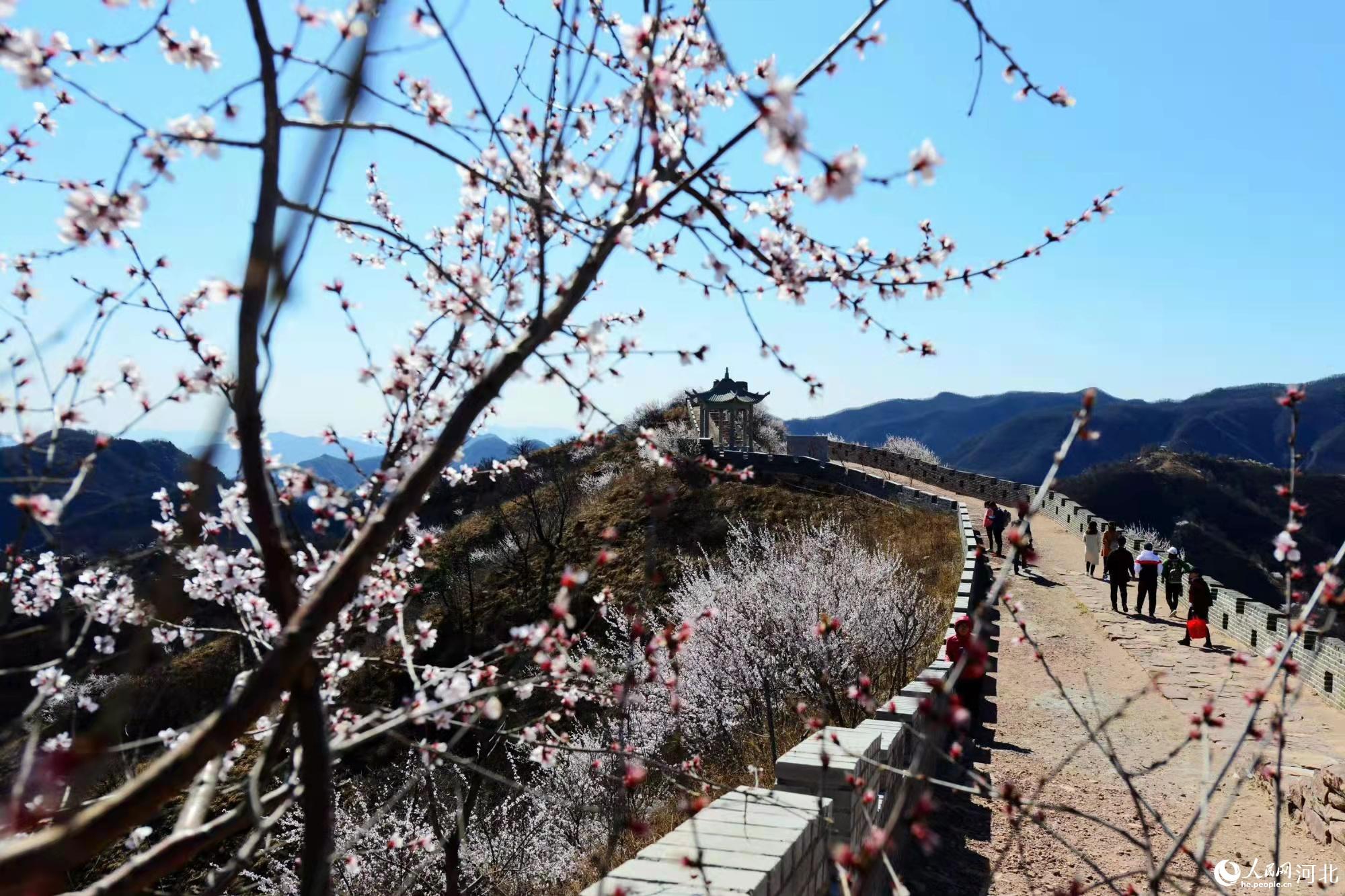 邢臺(tái)九龍峽景區(qū)鮮花盛開(kāi)。 馬健攝
