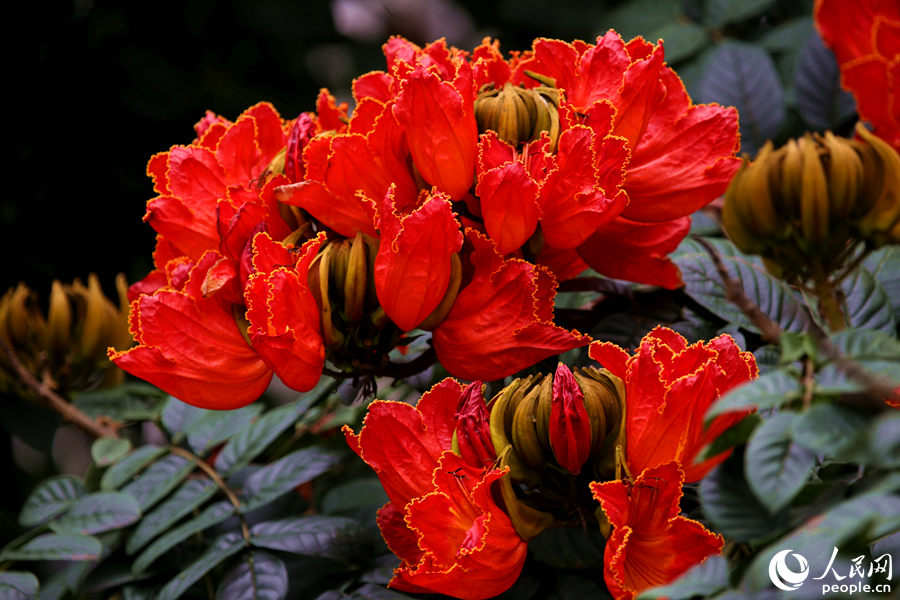 一朵朵紅花在枝葉頂端綻放。人民網 陳博攝