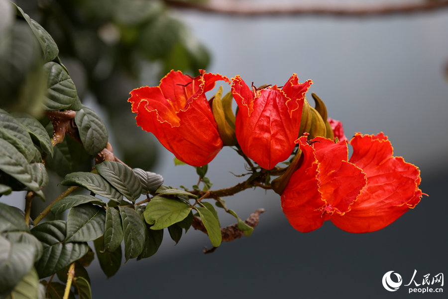 火焰木花朵呈紅色或橙紅色。人民網 陳博攝