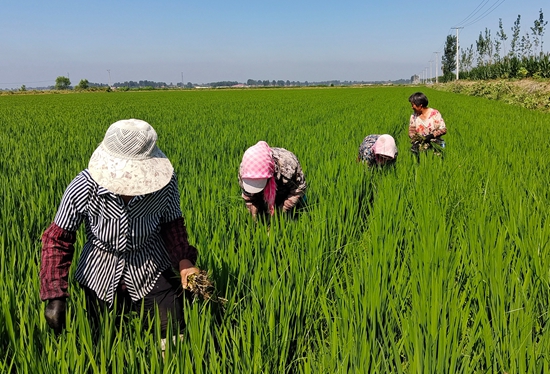 7月15日，農(nóng)民在河北省玉田縣石臼窩鎮(zhèn)王家樓村稻田勞作。 張仁杰攝