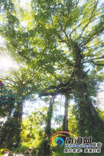 百花嶺雨林文化旅游區(qū)內(nèi)的百年古榕樹。海南日報記者 蘇曉杰 攝