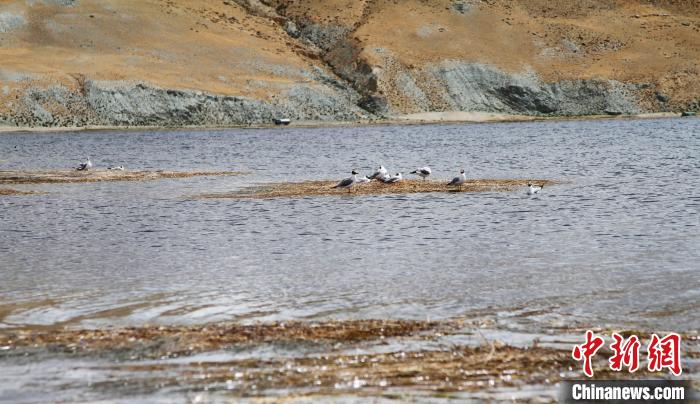 圖為瑪旁雍錯濕地棲息的水鳥?！≮w朗 攝