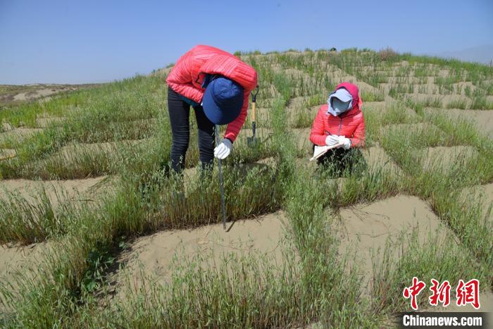圖為工作人員在調(diào)查沙障技術成果。　張登山 攝