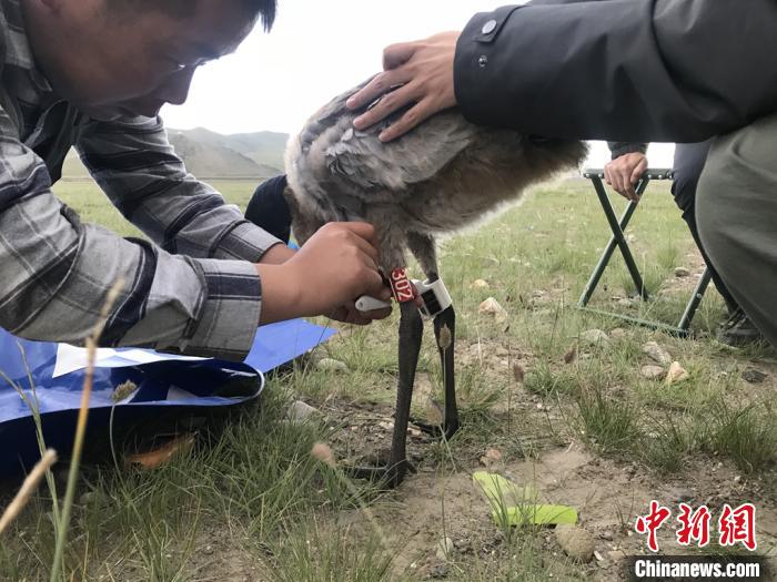 圖為研究人員為黑頸鶴佩戴GPS跟蹤設(shè)備。祁連山國家公園青海省管理局供圖
