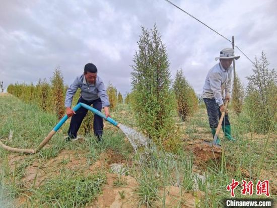 圖為扎西和村民給樹澆水?！∑钤鲚怼z
