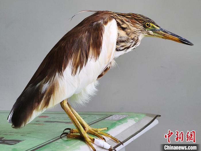 圖為被救助的國(guó)家一級(jí)重點(diǎn)保護(hù)動(dòng)物池鷺?！×鴿商?攝