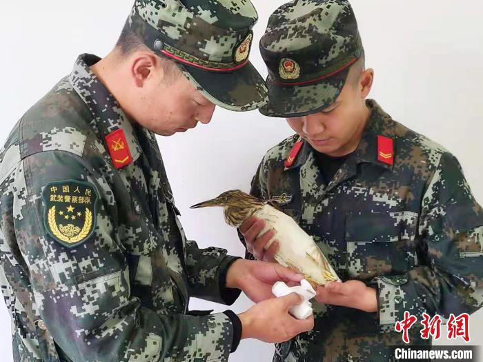 圖為武警官兵正在為國(guó)家一級(jí)重點(diǎn)保護(hù)動(dòng)物池鷺包扎?！×鴿商?攝