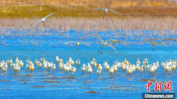 沿海濕地，鳥類天堂。　鹽城市委宣傳部供圖