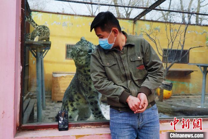圖為雪豹“奶爸”史壽軍直播休息時與雪豹互動?！●R銘言 攝