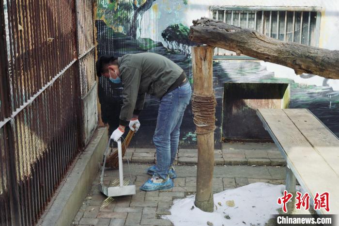圖為雪豹“奶爸”史壽軍正在打掃豹館衛(wèi)生。　馬銘言 攝