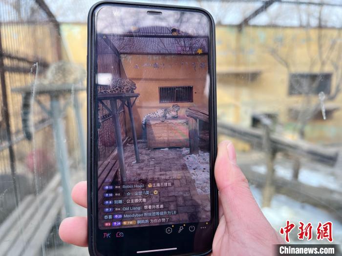 圖為雪豹“奶爸”史壽軍正在直播?！●R銘言 攝