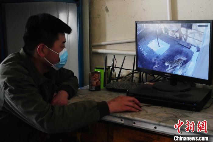 圖為雪豹“奶爸”史壽軍通過監(jiān)控察看雪豹情況?！●R銘言 攝