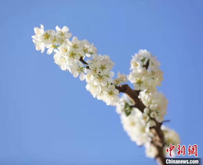 李花盛開?！『吻搴?攝