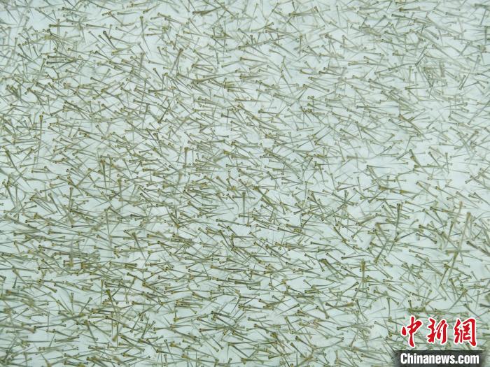 圖為密集培育的魚苗?！?zhí)砀?攝