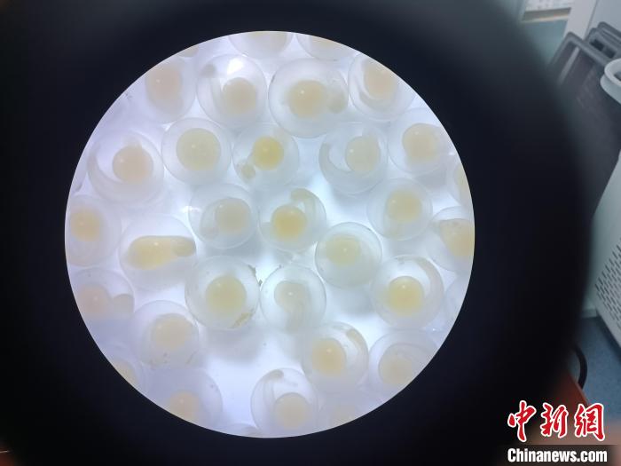 圖為顯微鏡下的魚卵?！∏嗪：沲幘茸o(hù)中心 供圖