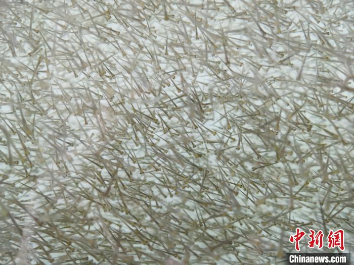 圖為密集分布的魚苗。　張?zhí)砀?攝