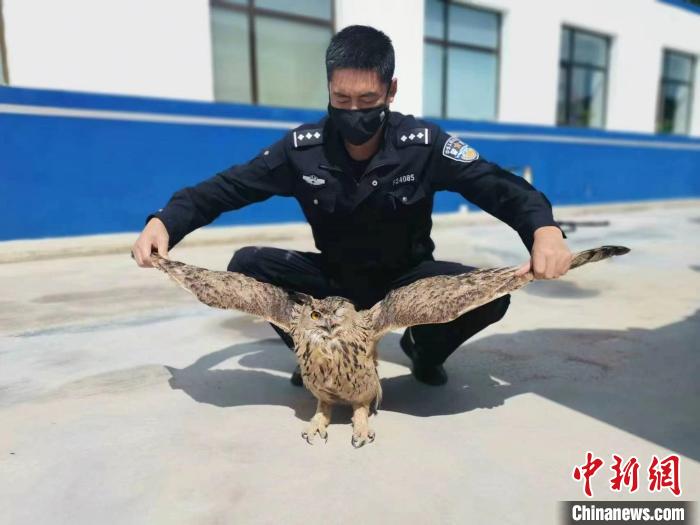 青?；ブ衤?lián)手救助國家二級保護(hù)野生動物雕鸮