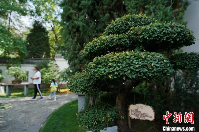 圖為在西寧園林植物園內(nèi)，造型奇特的盆景吸引市民?！●R銘言 攝