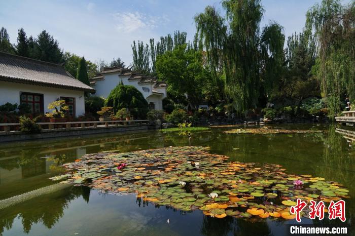 圖為西寧園林植物園秋日風(fēng)景別有韻味。　馬銘言 攝