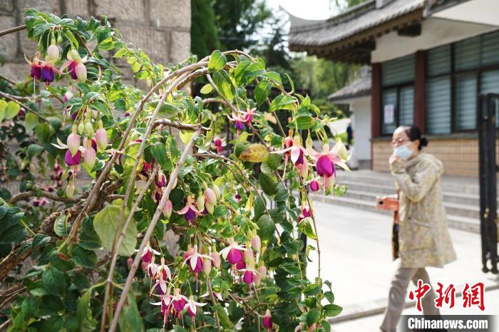 圖為市民在西寧園林植物園內(nèi)觀賞花卉?！●R銘言 攝