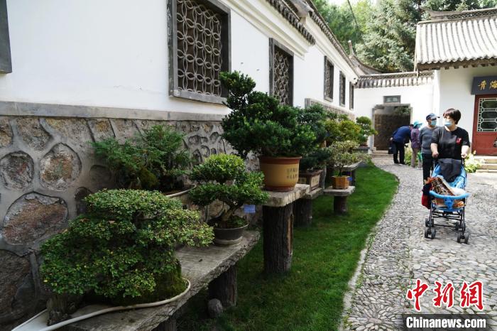 圖為市民在西寧園林植物園內(nèi)觀賞盆景。　馬銘言 攝
