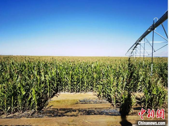 青?！凹Z改飼”項(xiàng)目收儲(chǔ)飼草44萬余噸