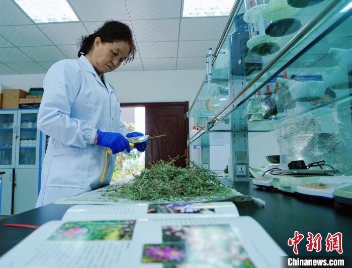 圖為張錦梅在實(shí)驗(yàn)室工作?！●R銘言 攝