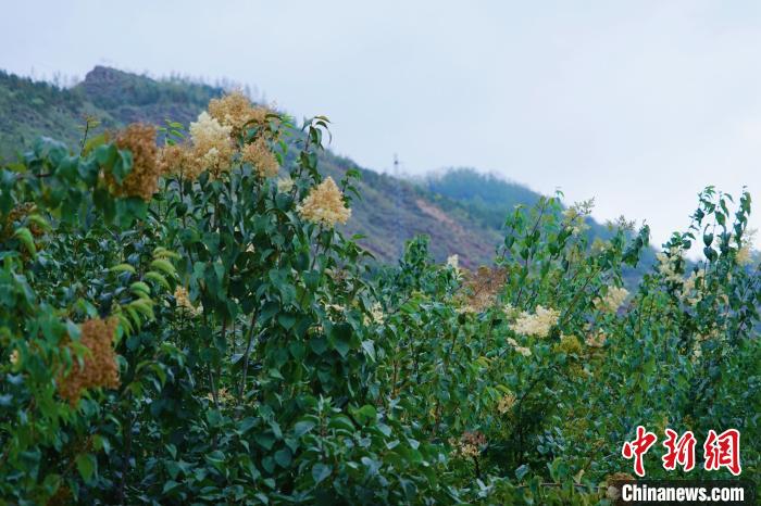 圖為西寧北山上的丁香樹。　馬銘言 攝