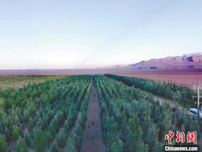 圖為格爾木境內(nèi)種植的綠樹?！「駹柲救诿襟w中心供圖